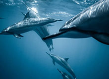 云开体育官网-张雪机车葡萄牙双冠破纪录，麻阳古法红糖随赛车闪耀世界舞台|狮子湾村|世界超级摩托车锦标赛|赛事|村民_新浪体育_新浪新闻